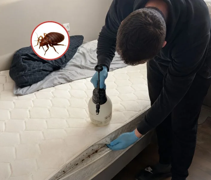 Technicien traitant un matelas contre les punaises de lit à Saint-Mard